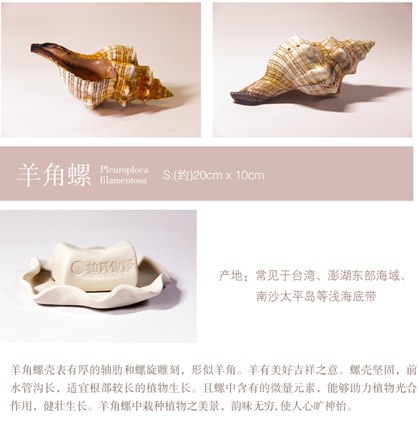羊角螺貝殼擺件