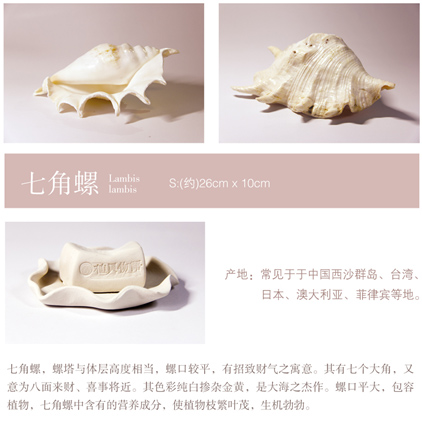 七角螺貝殼擺件