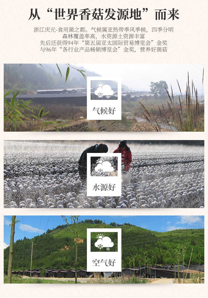 百山祖慶元香菇